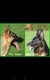 Magnifiques chiots berger allemand AS