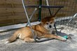 Superbes Chiots Akita Inu avec pdigre