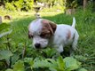 Chiot Epagneul Breton avec pedigree