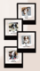 Chiots Berger Australien