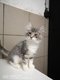 Chatons norvgiens  rserver