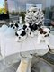 Superbe porte de Shih tzu nains