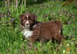Chiots Berger Australien par ushuaa x floki,...