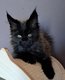 Magnifique bb Maine coon