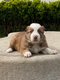 Chiots Border collie