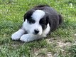 Adorable chiot mle border collie