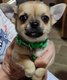 1 magnifiques chiots chihuahua vraiment trs beau...