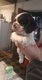 Chiot Cocker Amricain