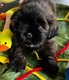 Magnifique shih-tzu disponibles de suite...