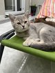 British shorthair /scottish straight
