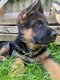 Chiots berger allemand a rserv