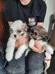 Bichon croise shih tzu