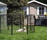 Labrador sable