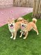Chiots shiba inu (parents prsents)