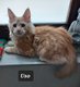 Chatons maine coon