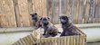 Adorable chiots berger hollandais poils longs