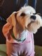 Schnauzer