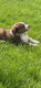Chiots bergers australiens pures races pedigree...