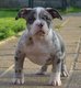 American Bully