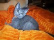 Chatons Chartreux  reserver