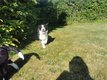 Chiot border collie