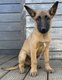 Magnifique porte de chiots malinois