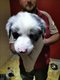 Chiots Border Collie pedigree