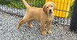 Magnifique Chiot Labrador (Parents prsents)