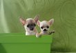 Mini femelle et male chiots chihuahua poils court