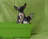 Magnifiques chiots chihuahua mini femelle et male