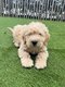 Chiots Labradoodle Abricot (parents prsents)