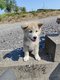 Chiot Akita inu