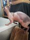 Magnifique femelle Sphynx Elf
