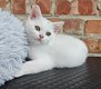 3 chatons British shorthair blanc et bicolor lilac