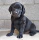 Labradors