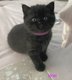 2 adorables chatons British