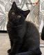 5  magnifiques  chatons selkirk rex et straight a...