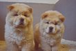 Magnifiques chiots Chow Chow