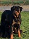 Porte Rottweiller