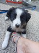 Chiots border collie tricolore