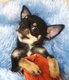 Adorable chihuahua  poil court n le 20 janvier