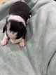 Chiot border collie