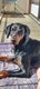 Lexa - Dobermann de 8 ans [cherche] une nouvelle...