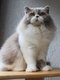Mle - British Longhair - lilas & blanc - groupe...