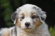 Chiots pedigree losh et tests