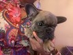 Chiot disponible bouledogue franais