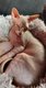 Sphynx adulte