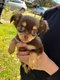 Chiots chihuahuas de petits gabarits