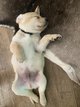 Labradors pure race levs en famille