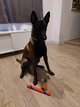 Malinois pedigree srsh pour saillie